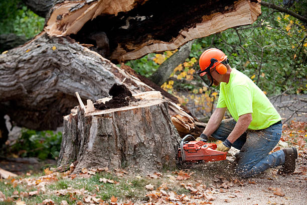 Large Tree Removal in Matthews, NC